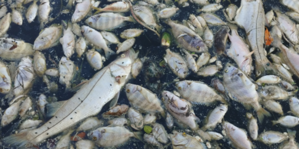 Image of dead fish from Florida red tide in 2018, credit Meaghan Faletti/USF