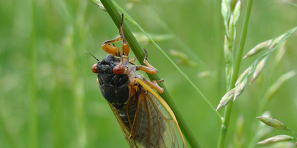 Photo of adult cicada on blade of grass