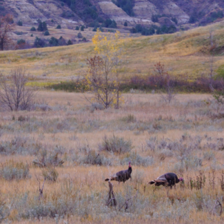 Dry desert landscape in North Dakota with wild turkeys milling around.