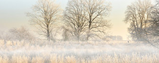 Picture of trees in a fog-filled field