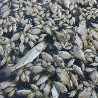 Image of dead fish from Florida red tide in 2018, credit Meaghan Faletti/USF