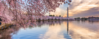 Cherry blossom trees in full bloom surrounding Capitol Lake with the Washington Monument in the background.