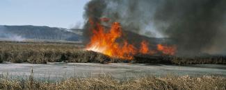 Photo of a grass wildfire