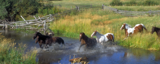 Picture of horses running