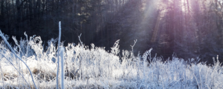 Picture of a frozen meadow