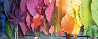 Photo of leaves and paint brushes in a rainbow of colors