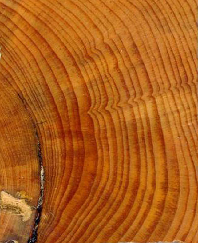 are tree ring accurate