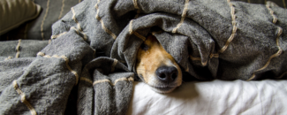 Picture of a dog peeking out from beneath the covers