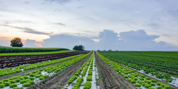 Rows of planted lettuce with the sun low on the horizon in the background.
