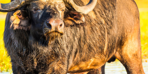 Cape Buffalo in a lake with a green field behind it.