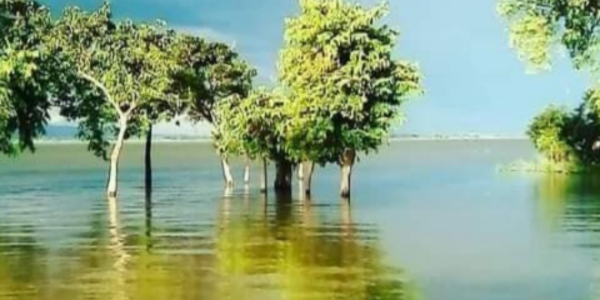 Trees submerged in a flooded area with a blue sky overhead.