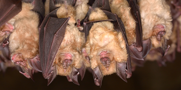 Photo of a group of bats sleeping in a cave, ©Cucu Remus / iStock / Getty Images Plus