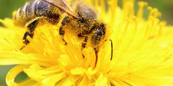 How Can Pollen Teach Us About Climate?, News