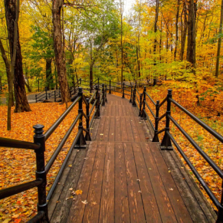 Wooden plank staircase winding through a park full of trees in autumn.