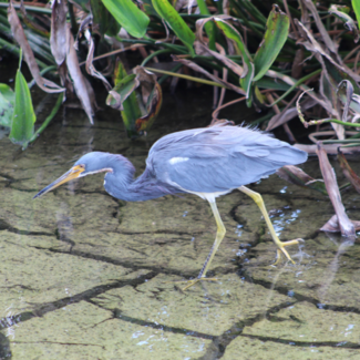 A heron in Louisiana walking across cracked soil covered in a thin layer of water.