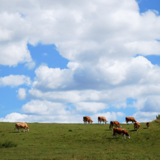 Cattle grazing in a green field with a blue sky and white clouds in the background.