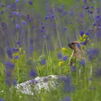 Furry brown rodent that resembles a groundhog in a field of yellow and purple flowers.