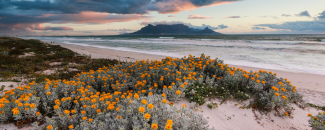 Orange flowers blooming on a sandy beach with the mountains, ocean, and cloudy sky lit up pink from the setting sun in the background.