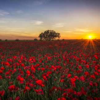 Field of red poppies with the sun setting in the background.