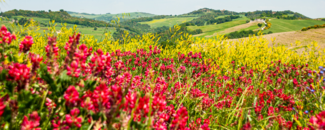 Red field of flowers, with blue sky and mountains in the background