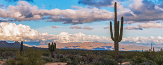 Picture of Saguaro cactus in Arizona