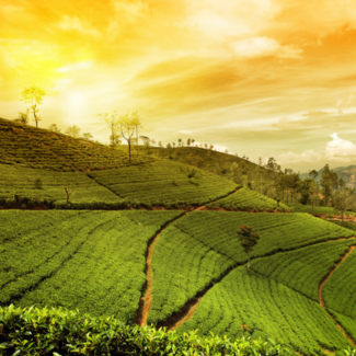 Tea plantation in Indonesia with bright yellow sky in the background.