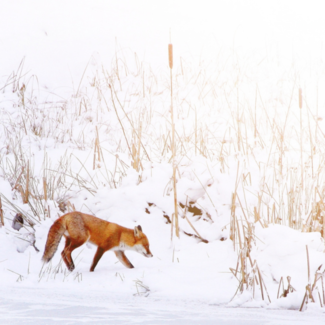 Red fox in the snow with reeds rising around it in the background.