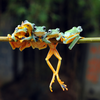 Five green and orange tree frogs hanging off of a piece of bamboo.