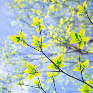 Bright green leaves against a baby blue sky.