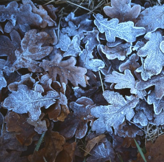 Frost over fallen fall leaves. 