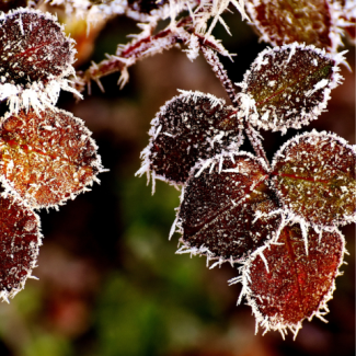 Alt text: Red leaves on a branch with frost covering them.