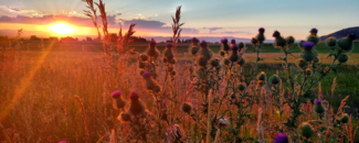 Sun setting in Bozeman, MT with a field and wildflowers in the foreground