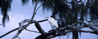 White cattle egret perched on a long gray limb with fronds of tree in background against pale blue sky.