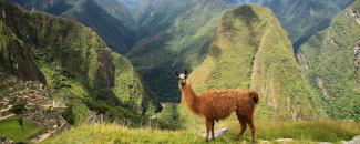 Llama on a green hillside on Machu Picchu with a portion of the city to the left in the background.