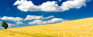 Yellow grass on a hillside standing stark against a bright blue sky with white clouds rolling overhead.