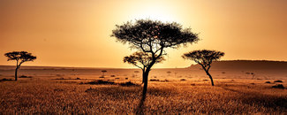 Picture of savannah in Kenya, Africa