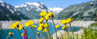 Photo of daisies in front of blue lake and snow-capped mountains