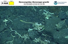 Myroconger gracilis