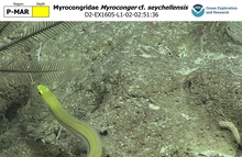 Myroconger cf. seychellensis