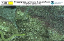 Myroconger cf. seychellensis