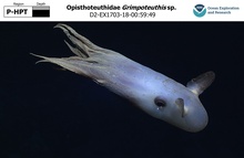 Grimpoteuthis sp.