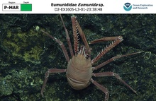 Eumunida sp.