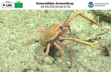 Eumunida sp.