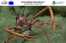 Eumunida sp.?