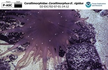 Corallimorphus cf. rigidus