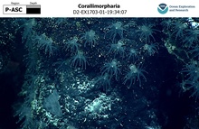Corallimorpharia
