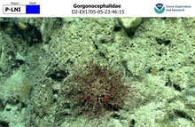 Gorgonocephalidae