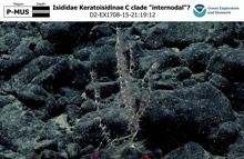 Keratoisidinae C clade 