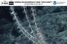 Keratoisidinae C clade 