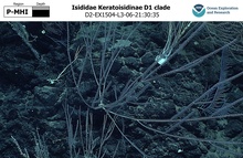 Keratoisidinae D1 clade